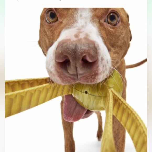 NEW “THE GOLDEN SNITCH” FROM HARRY POTTER COLLECTION BY BARK, SIZE MED/LRG - Picture 3 of 11